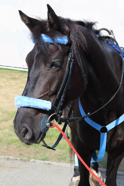 Cavallo nero in cablaggio blu stare in strada in estate giornata di sole — Foto Stock