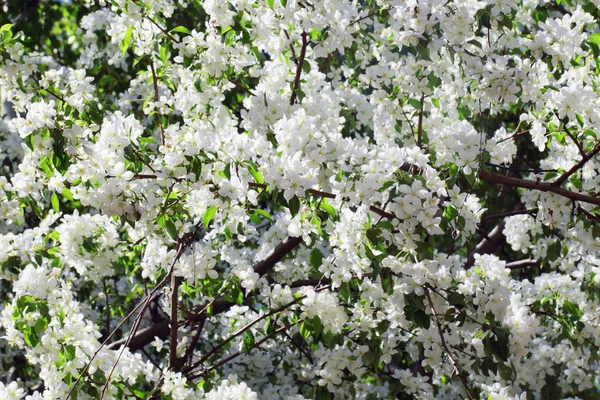 Bela árvore de maçã florescendo ramos verdes no dia ensolarado da primavera — Fotografia de Stock