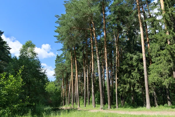 Patika, yeşil çim ve ormandaki uzun ağaçlar — Stok fotoğraf