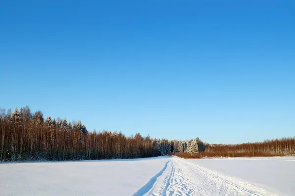 Forest, field and ski track with white snow at sunny winter day — Stock Photo, Image