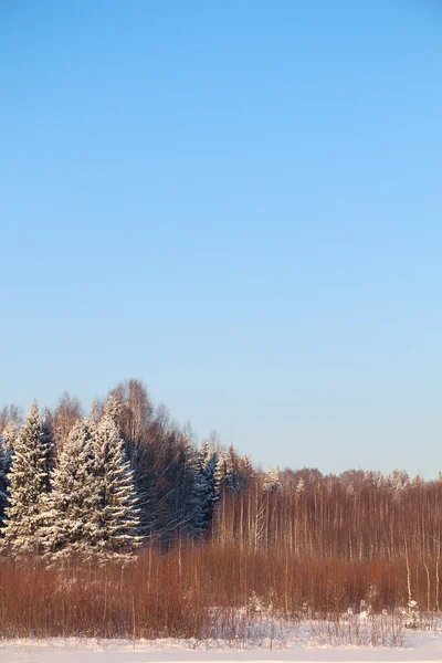 Forest with trees in white snow and blue sky at sunny winter day — Stock Photo, Image
