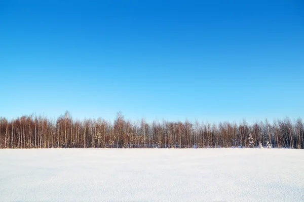Forest and field with white snow and blue sky at sunny winter da — Stock Photo, Image