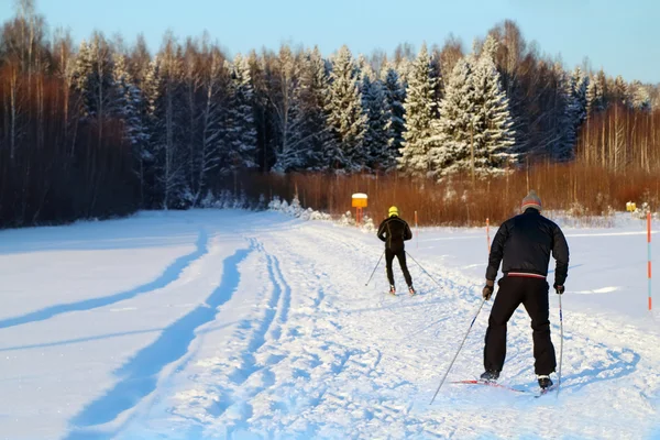 Zadní strana dva nonpro lyžaři jezdí na trati nedaleko lesa v zimě — Stock fotografie