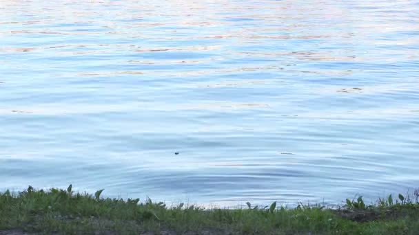 Yaz günü nehir kıyısına yakın dalgalı mavi su — Stok video