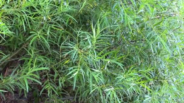 Green leaves of willow tree sway in wind at summer day — Stock Video