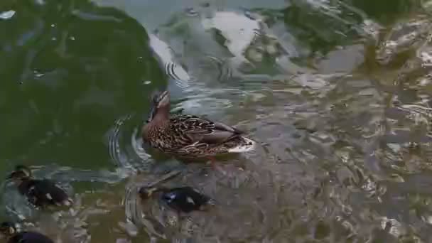 Коричневая утка и три маленьких утёнка плавают в воде — стоковое видео