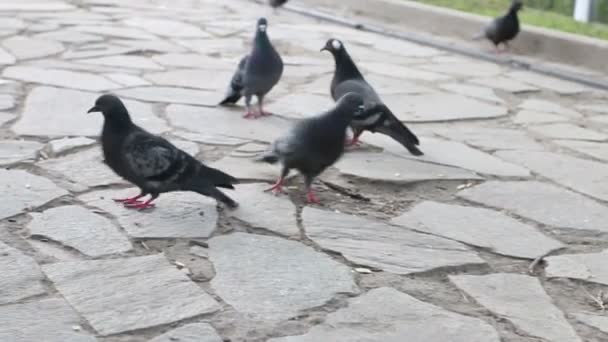 Gray pigeons walk on pavement and peck for food in summer park — Stock Video