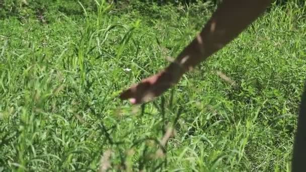 Ręka spaceru młoda kobieta dotyka wysoka trawa na lato — Wideo stockowe