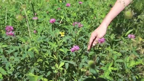 Mano de mujer joven arrancando flores silvestres en verano — Vídeo de stock