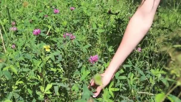 Mano de chica arrancando flores silvestres en el día de verano — Vídeo de stock