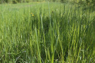 Güneşli yaz gününde taze yeşil çim çayır görünümü kapatın