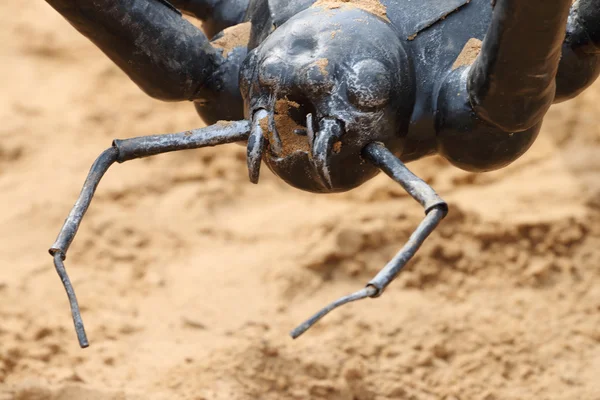 Close-up van hoofd van grote zwarte metalen gesmede spin op zand — Stockfoto