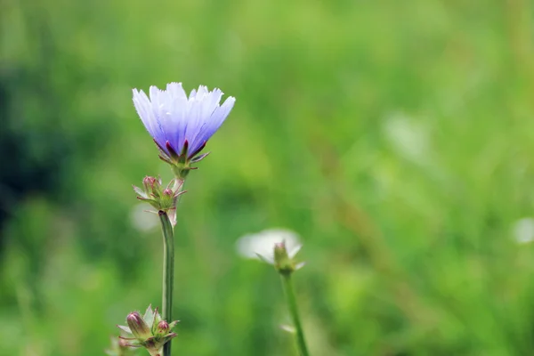 Einzelne blaue Chicorée-Blume auf dem Sommerfeld — Stockfoto