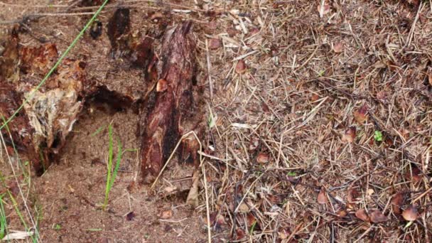 Temps écoulé de nombreuses fourmis sauvages qui courent dans la fourmilière forestière — Video