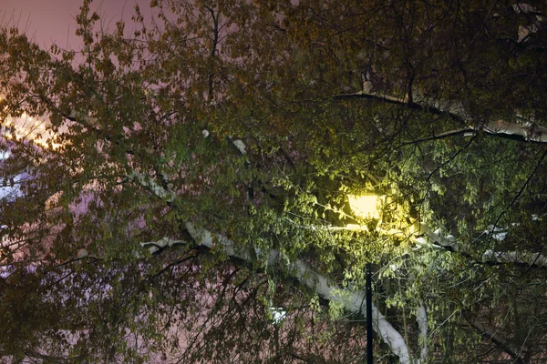 在冬夜, 绿色的树木与白雪之间的美丽灯笼 — 图库照片