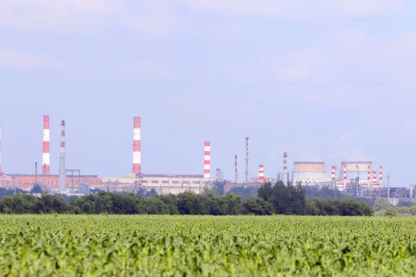 Grünes Feld mit Mais und große Ölraffinerie mit Rohren am Horizont — Stockfoto