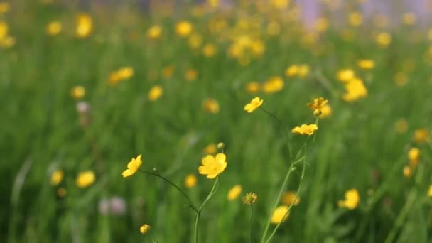 Primer plano de hermosas flores silvestres amarillas. El enfoque se mueve de fondo a frente — Vídeos de Stock