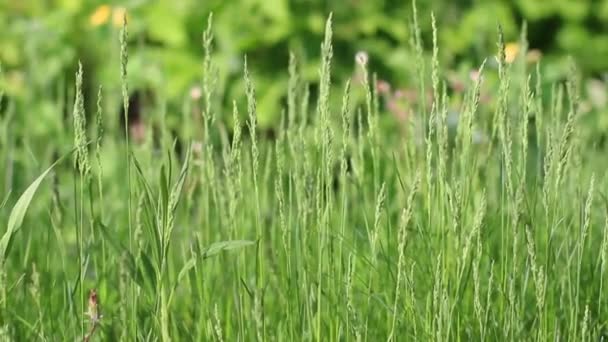Крупный план зеленой травы на мелкой глубине поля в летний солнечный день — стоковое видео