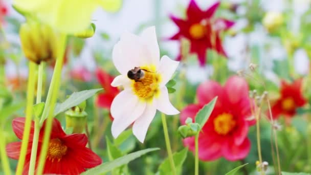 Schöne Biene sitzt im Sommer auf heller Blume im Blumenbeet — Stockvideo