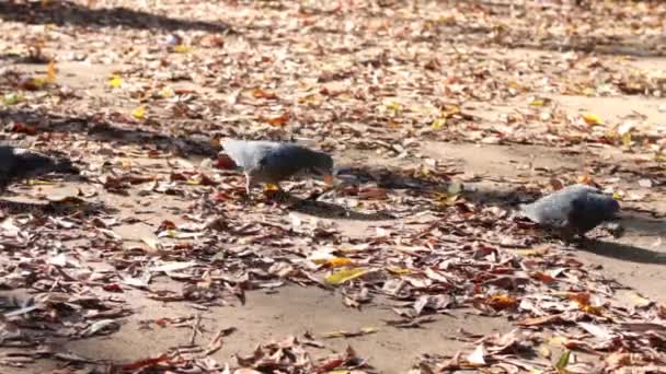 Duiven onder de gele bladeren en de voeten van voorbijgangers in herfstdag — Stockvideo