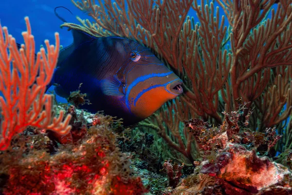 Colorida Reina Triggerfish Las Islas Caimán — Foto de Stock