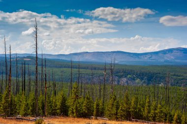 Yellowstone 'daki yol kenarı durağından orman yangını hasarı ve iyileşme görüntüsü