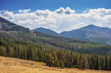 Arka planda dağlar olan tek bir bizon otluyor.