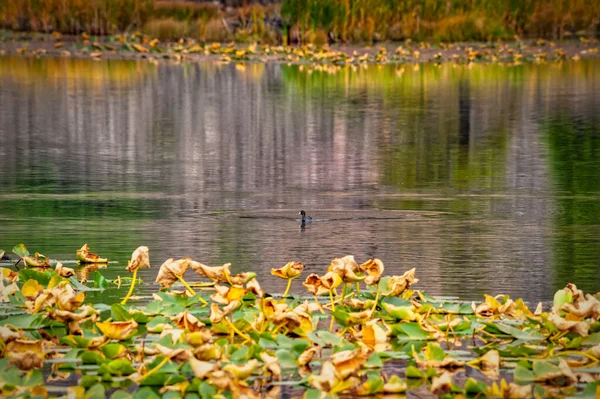 Blick Auf Eine Ente Die Einen Bergsee Mit Bäumen Und — Stockfoto