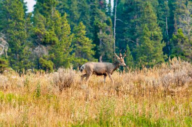 Arka planda çam ağaçları olan bir tepede otlayan katır geyiği. - Evet. Yüksek kalite fotoğraf