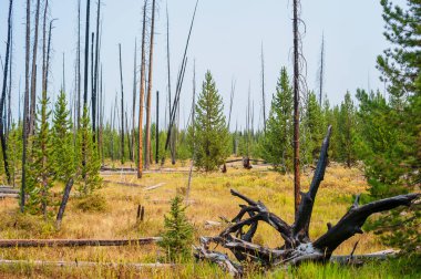 Yellowstone 'daki bir orman yangını sonrası iyileşiyor. Yüksek kalite fotoğraf