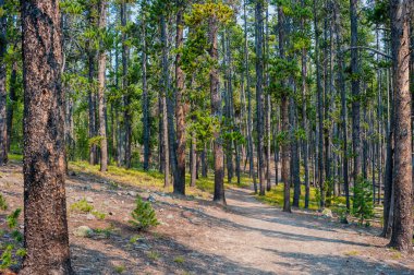Yellowstone Ulusal Parkı 'ndaki çam ormanlarında yürüyüş yaparken. Yüksek kalite fotoğraf