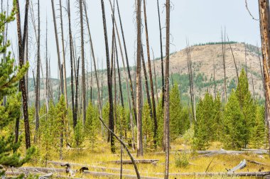Yellowstone 'daki bir orman yangını sonrası iyileşiyor. Yüksek kalite fotoğraf