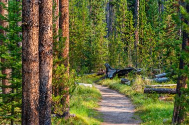 Yellowstone Ulusal Parkı 'ndaki çam ormanlarında yürüyüş yaparken. Yüksek kalite fotoğraf