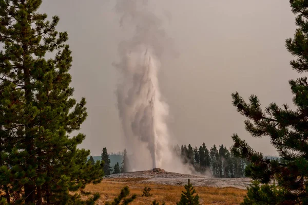 View Old Faithful Framed Pine Trees Smoke Filled Sky Erupting — Stock Photo, Image