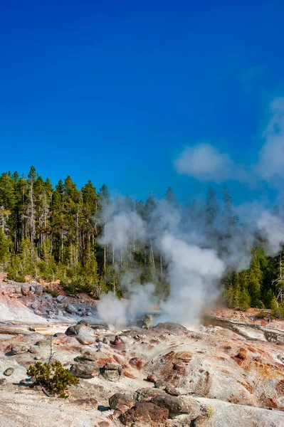 Steam rising from a thermal spring surrounded by dead pine trees in Yellowstone National Park. High quality photo