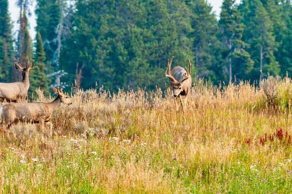 Arka Planda Çam Ağaçları Olan Bir Tepede Otlayan Katır Geyiği — Stok fotoğraf