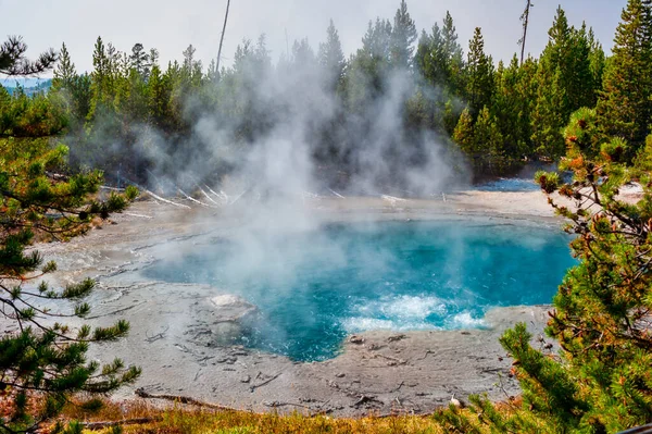 Steam rising from a thermal spring by in Yellowstone National Park framed by pine trees. High quality photo