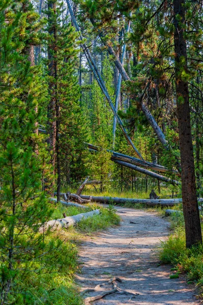Wanderweg Durch Kiefernwald Yellowstone National Park Hochwertiges Foto — Stockfoto