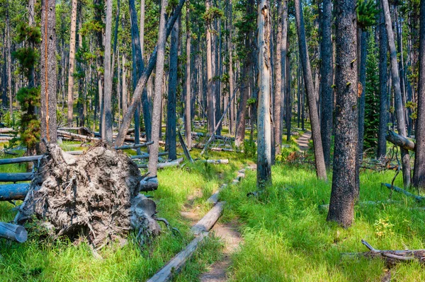 Hiking Trail Pine Forest Yellowstone National Park High Quality Photo — Stock Photo, Image