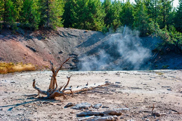 Steam Rising Thermal Spring Tree Stump Yellowstone National Park High — Stock Photo, Image