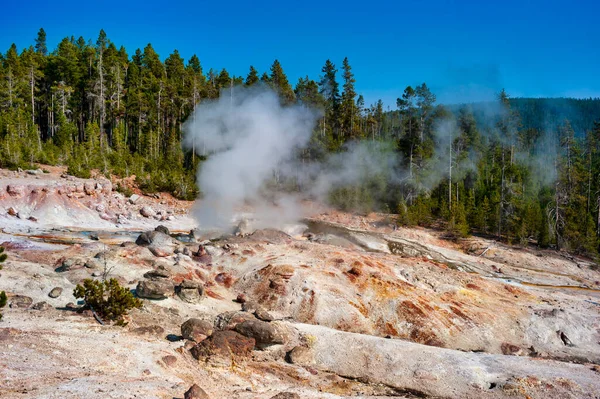 Steam rising from a thermal spring surrounded by dead pine trees in Yellowstone National Park. High quality photo
