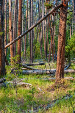 Yellowstone 'daki yemyeşil çam ormanı manzarası