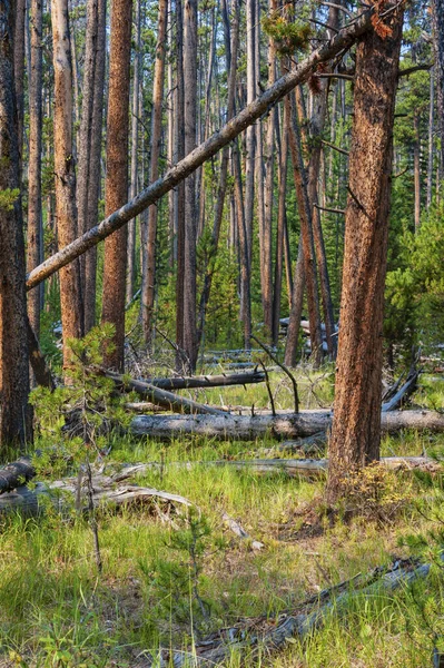 stock image View of lush pine forest in Yellowstone