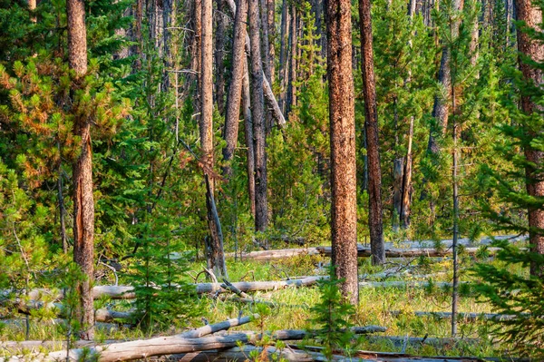 View of lush pine forest in Yellowstone — Stock Photo, Image