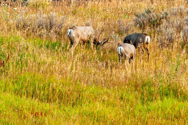 Mule rådjur bete på en kulle med tallar i bakgrunden. — Stockfoto