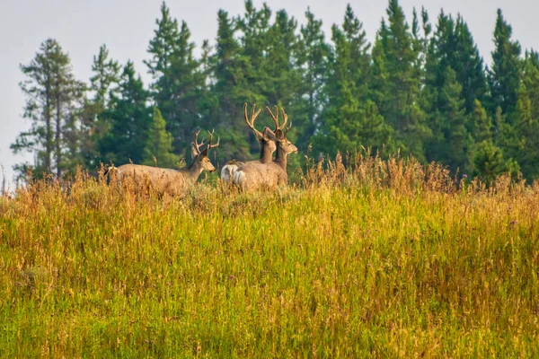 Mule rådjur bete på en kulle med tallar i bakgrunden. — Stockfoto