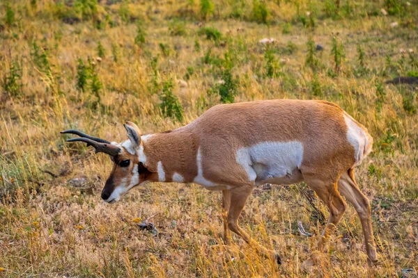 Pronghorn Antelope pastoreando no Parque Nacional de Yellowstone, Wyoming, EUA — Fotografia de Stock