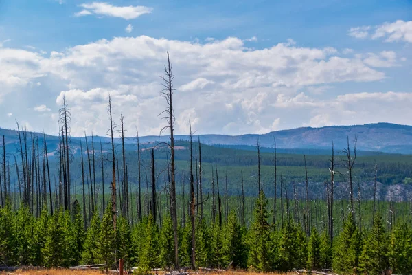 View of forest fire damage and recovery from roadside stop in Yellowstone Royalty Free Stock Images