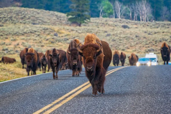American Bison walking down the middle of road in Yellowstones Lamar Valley — Stock Photo, Image