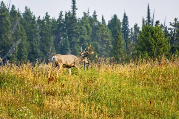 Mezek jelen pasoucí se na kopci s borovicemi v pozadí. — Stock fotografie